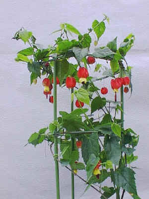 �A�u�`����.jpg (82118 �o�C�g)