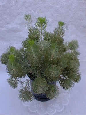 �����Ľ.jpg (76390 �o�C�g)