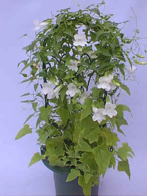 ����.jpg (73550 �o�C�g)