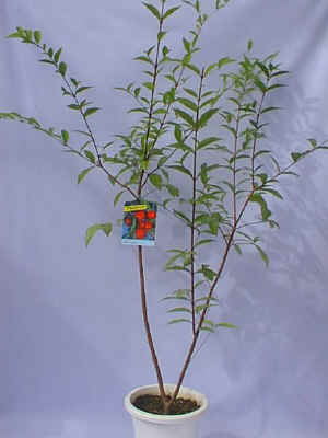 ����.jpg (53385 �o�C�g)