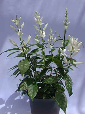 �ޯ�̨���ر.jpg (65903 �o�C�g)