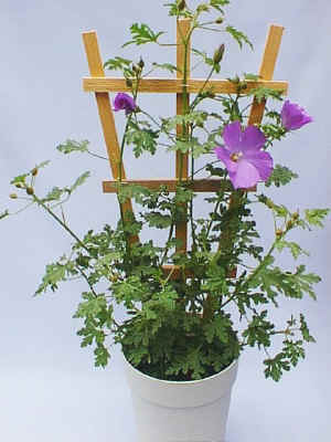 �u���[�E�n�C�r�X�J�X.jpg (72894 �o�C�g)