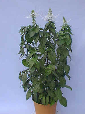 ���³����.jpg (63209 �o�C�g)