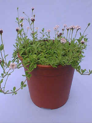 ����ڿ�.jpg (63240 �o�C�g)