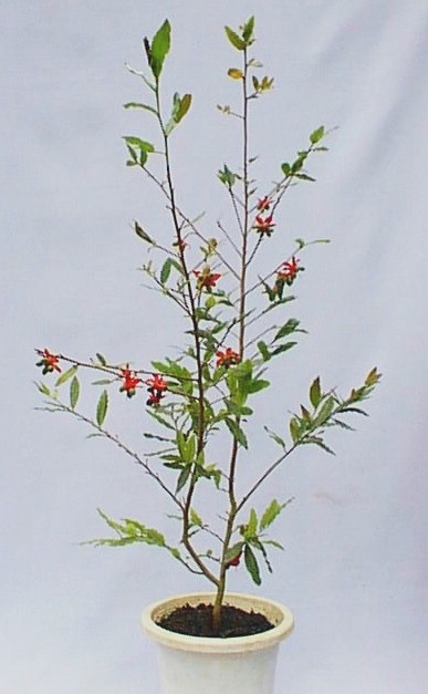 okunaserura-ta.jpg (52095 �o�C�g)