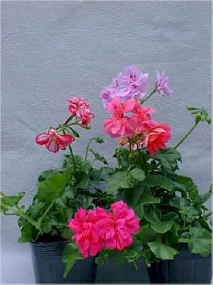 �A�C�r�[�E�[���j���[��.jpg (84846 �o�C�g)