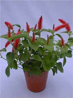 �A�J���t�@�E�L���b�c�E�e�[��.jpg (63875 �o�C�g)