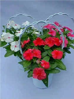 ������.jpg (62569 �o�C�g)