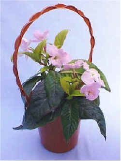 Ƶ޸.jpg (56501 oCg)
