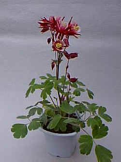 �����܂�.jpg (17627 �o�C�g)