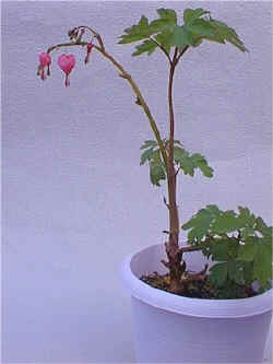 ���ؿ�.jpg (67370 �o�C�g)