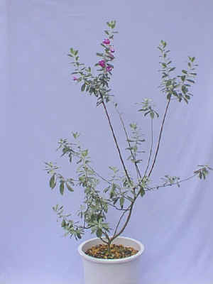 ���̨���Ʊ.jpg (48014 �o�C�g)