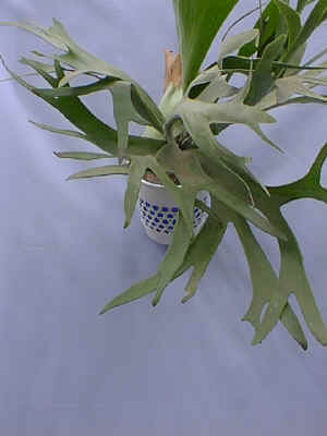 ����������.jpg (50412 �o�C�g)