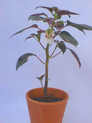 ���گĥ���.jpg (49336 �o�C�g)